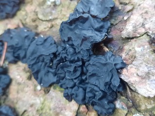 Exidia pithya
