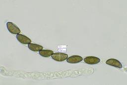 Hypoxylon petriniae