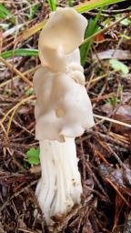 Helvella crispa