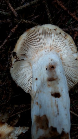 Russula foetens