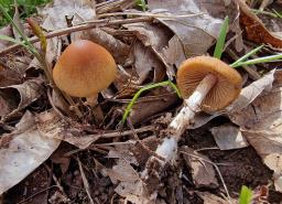 Conocybe aporos