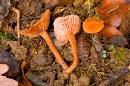 Laccaria laccata