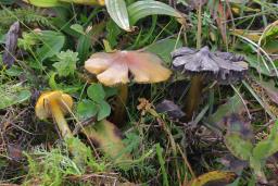 Hygrocybe conica