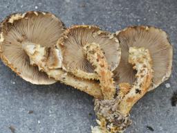 Pholiota squarrosoides