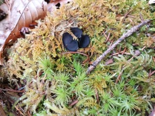 Pseudoplectania nigrella