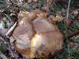 Cyanoboletus pulverulentus