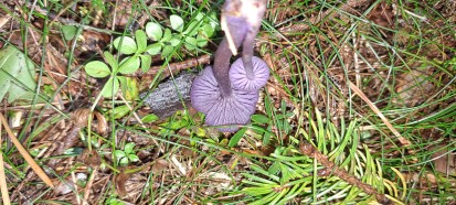 Laccaria amethystina