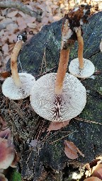 Hypholoma lateritium