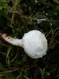 Cystolepiota pulverulenta
