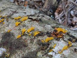 Calocera furcata