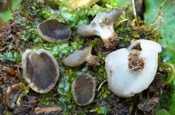 Pindara terrestris