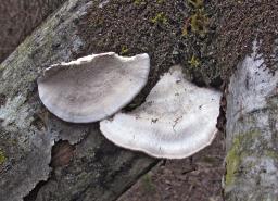 Trametes pubescens