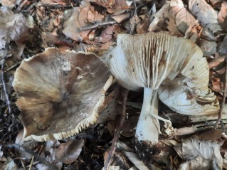 Megacollybia platyphylla