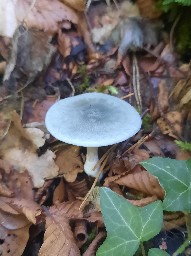 Clitocybe odora