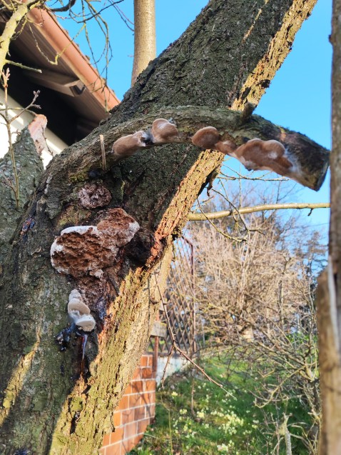 Phellinus pomaceus