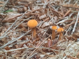 Hygrophoropsis aurantiaca