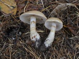 Phlegmacium cliduchum