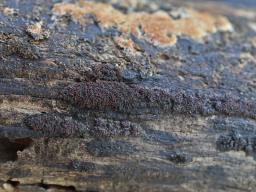 Pseudocosmospora perforaticola