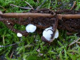 Crepidotus luteolus