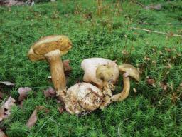 Pseudoboletus parasiticus