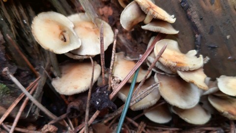 Hypholoma fasciculare