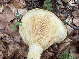 Lactarius scrobiculatus