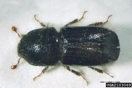 Ips typographus