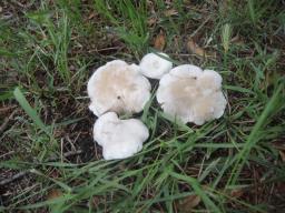 Clitocybe augeana