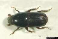 Scolytus scolytus