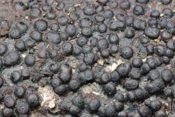 Rosellinia corticium