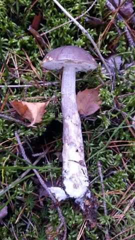 Leccinum variicolor