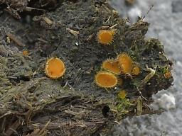 Cheilymenia stercorea