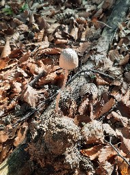 Panaeolus semiovatus