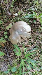 Entoloma rhodopolium