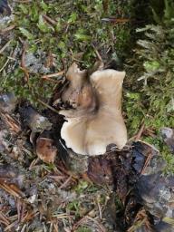 Picipes tubaeformis