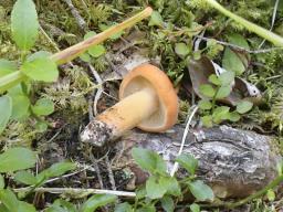 Lactifluus volemus