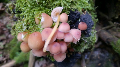 Mycena renati