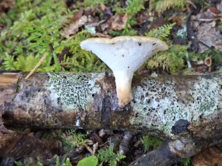 Polyporus tuberaster