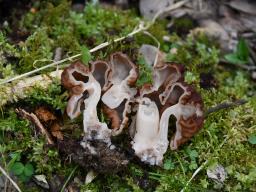 Gyromitra esculenta