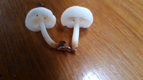 Marasmius wynneae