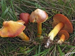 Hygrocybe punicea