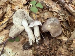 Tricholoma sciodes