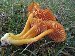 Hygrocybe reidii