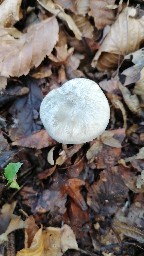 Clitocybe odora