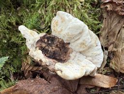 Phellodon melaleucus