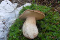 Boletus edulis