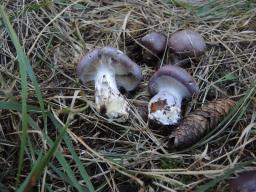 Cortinarius cumatilis