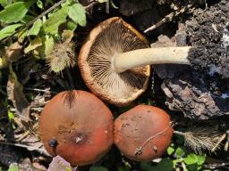 Pholiota carbonaria