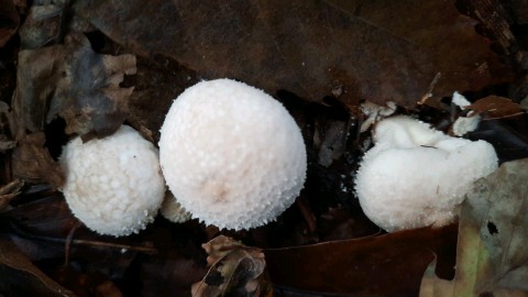 Lycoperdon perlatum