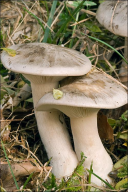 Clitocybe nebularis